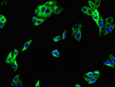 LRRTM4 Antibody