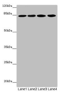 LRSAM1 Antibody