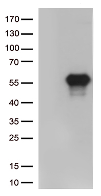 LSM11 Antibody