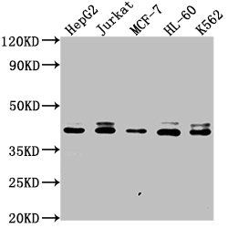 LSM11 antibody