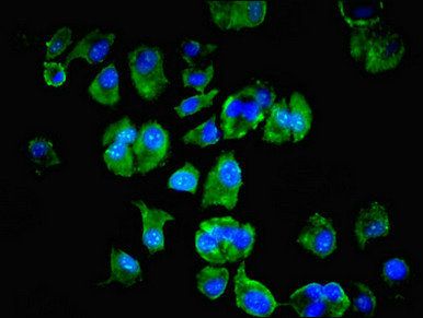 LSM4 Antibody