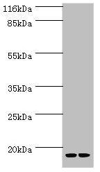 LSM4 Antibody