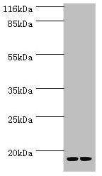 LSM4 antibody