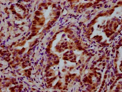 LSM8 Antibody