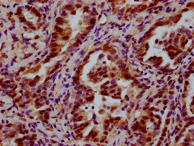 LSM8 antibody