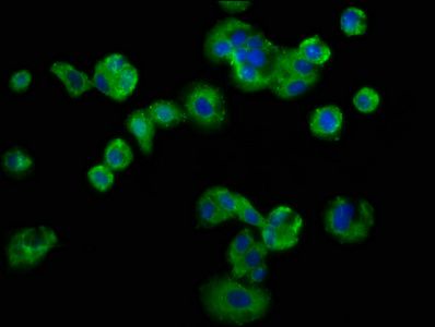 LSR Antibody