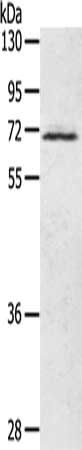 LTA4H Antibody