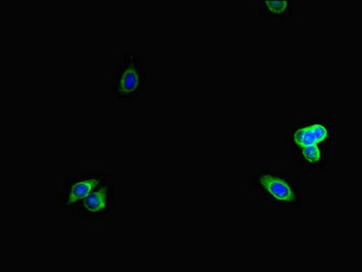 LTBP4 antibody