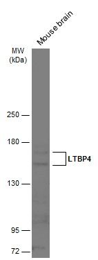 LTBP4 antibody