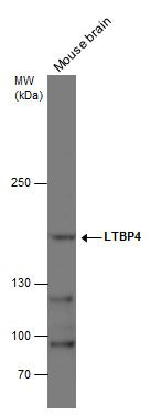 LTBP4 antibody