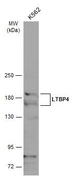 LTBP4 antibody