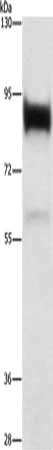 LTF Antibody