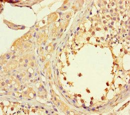 LTV1 Antibody