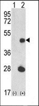 LUC7L antibody