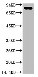 Luciferase Antibody