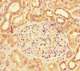 Lutropin subunit beta antibody