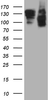 LUZP4 Antibody