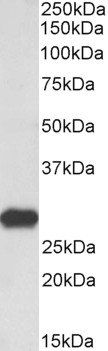 Goat anti-Latexin Antibody