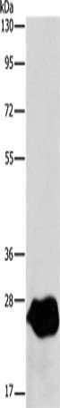 LXN Antibody