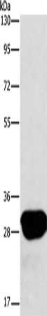 LXN Antibody