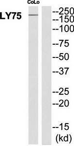 LY75 Antibody