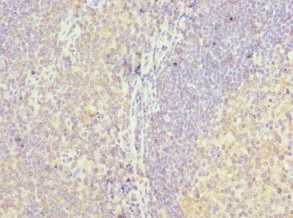 LY86 antibody