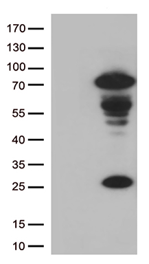 LAG3 Antibody