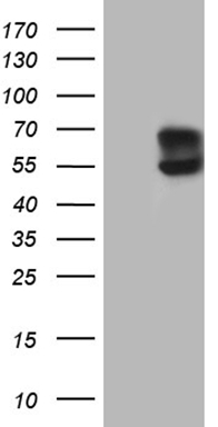 LAG3 Antibody
