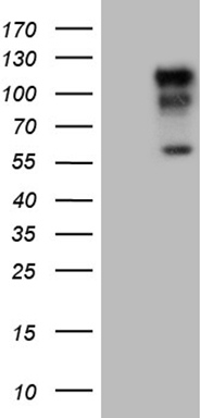 LAG3 Antibody