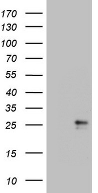 Lymphocyte Activation Gene 3 Antibody