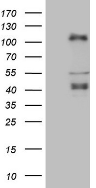 LAG3 Antibody