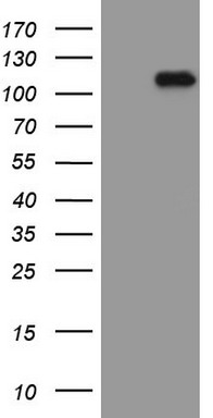 LAG3 Antibody