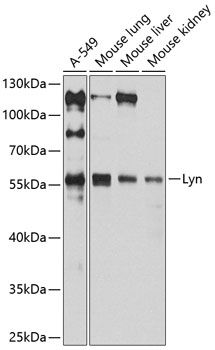 Lyn antibody