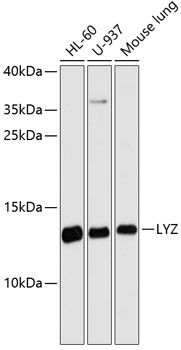 Lysozyme antibody