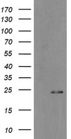 LYZ Antibody