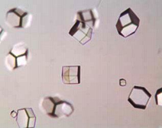 Lysozyme