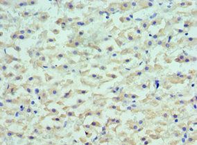 LYVE1 Antibody