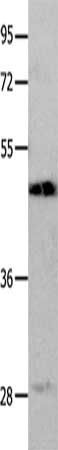 LYVE1 Antibody