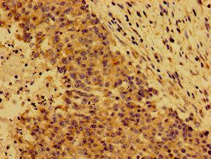 LYVE1 Antibody