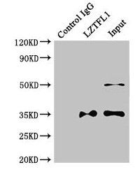 LZTFL1 Antibody
