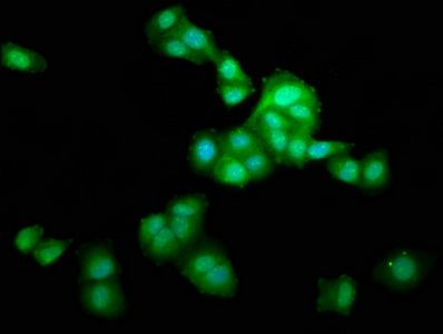 LZTS1 Antibody