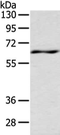 LZTS1 antibody