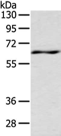 LZTS1 Antibody