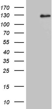 CSF1 Antibody