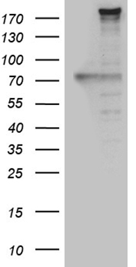 CSF1 Antibody