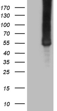 CSF1 Antibody