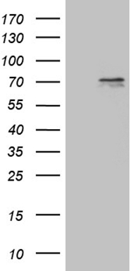CSF1 Antibody