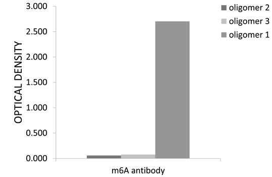 M6A antibody