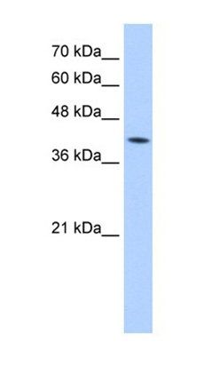 M6PR antibody