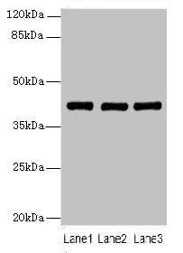 MAB21L1 Antibody